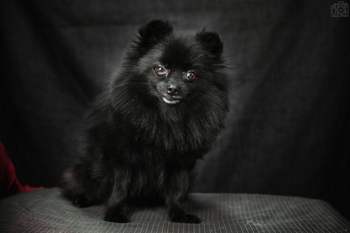 Стрижка черного шпица