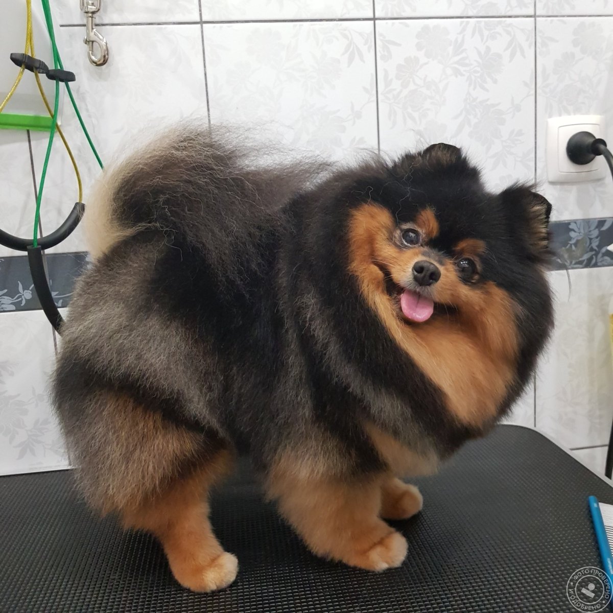 Черный шпиц помчи