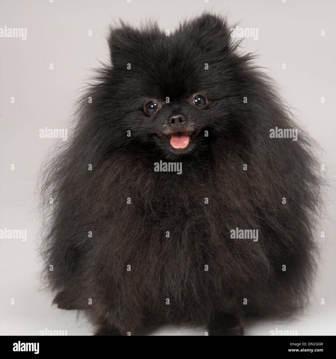 Стрижка шпица померанца черного