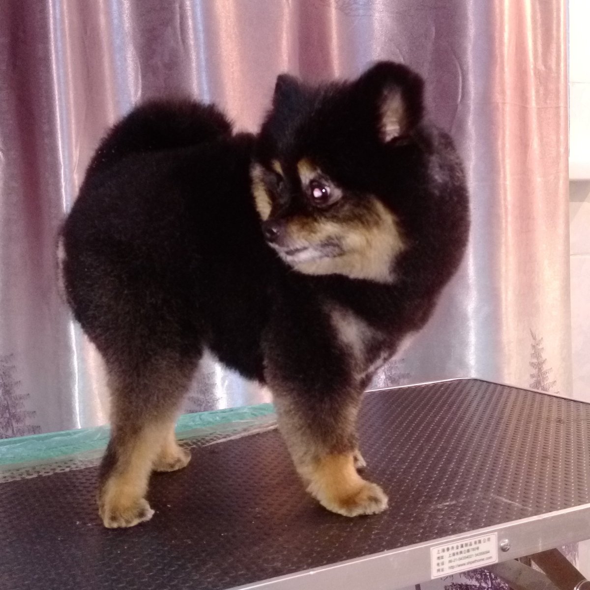 Померанский шпиц черный