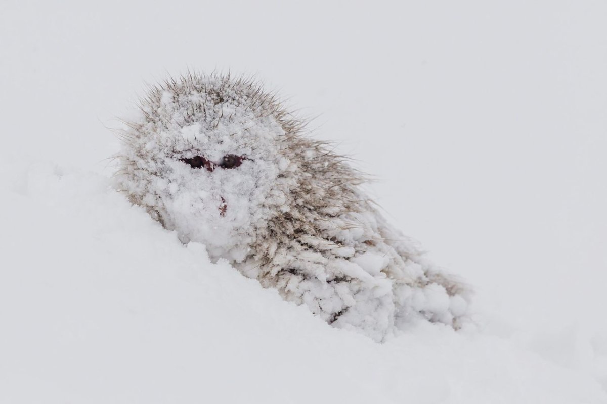 Ежик в снегу