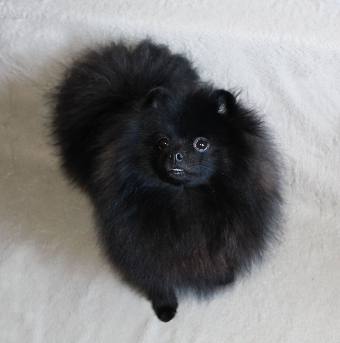 Стрижка шпица померанского черного