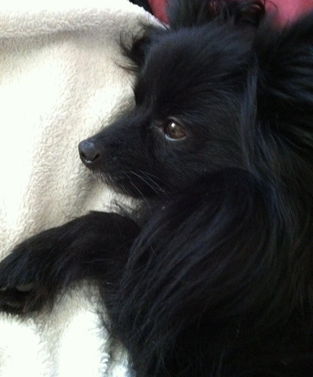 Черный шпиц мягкая игрушка