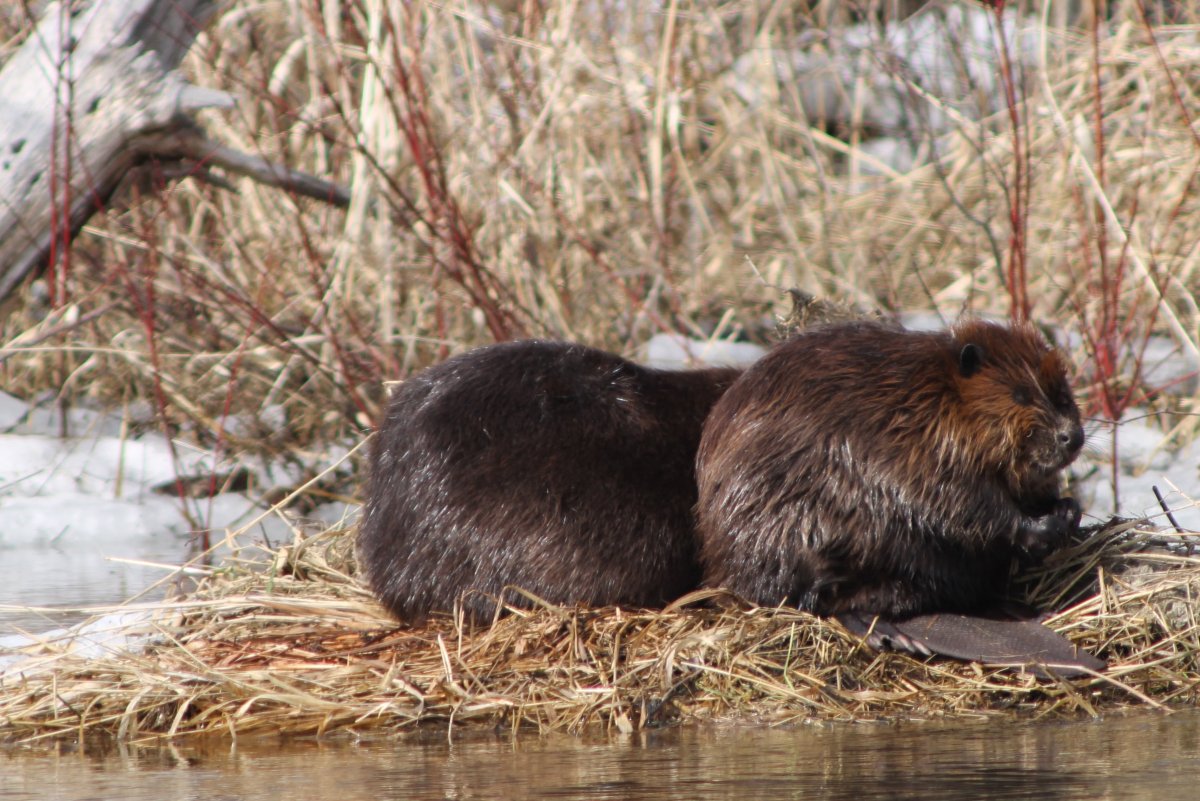 Бобер зимой