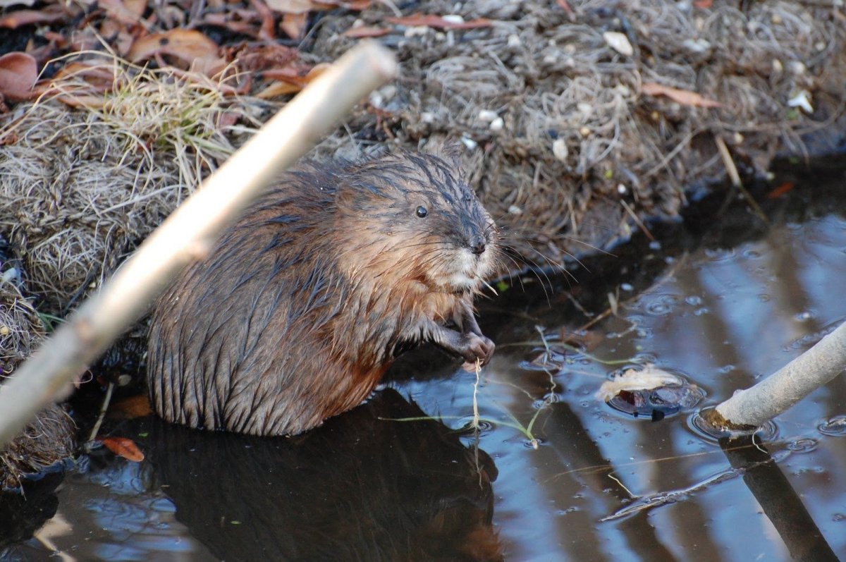 Ондатр Луизиана
