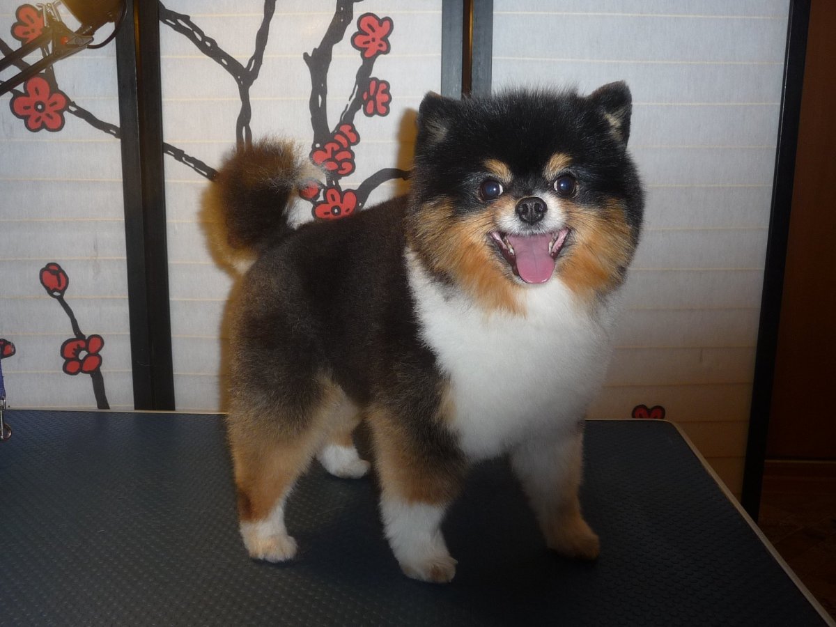 Шпиц померанский карликовый стриженный