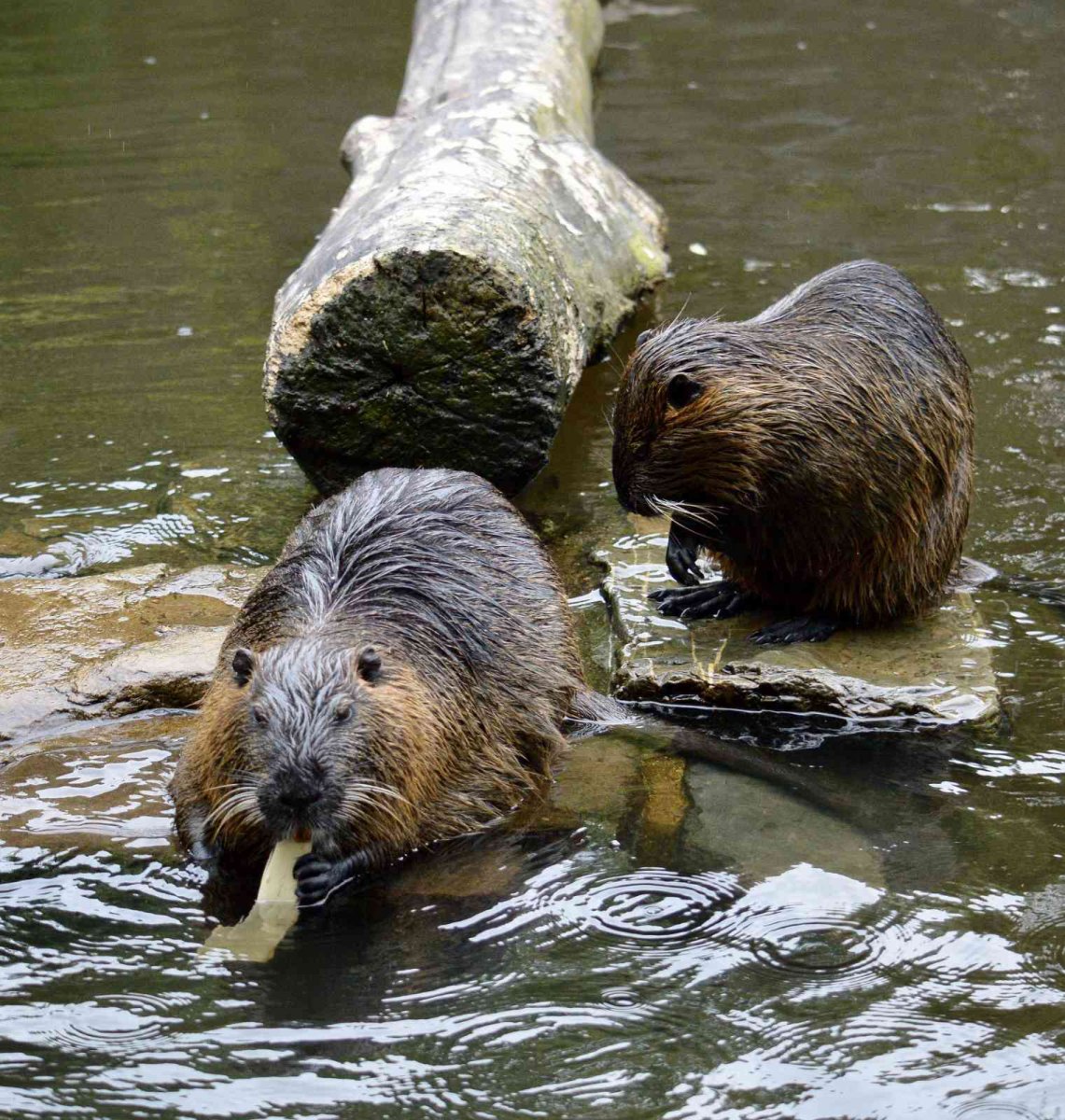 Бобры на Сетуни