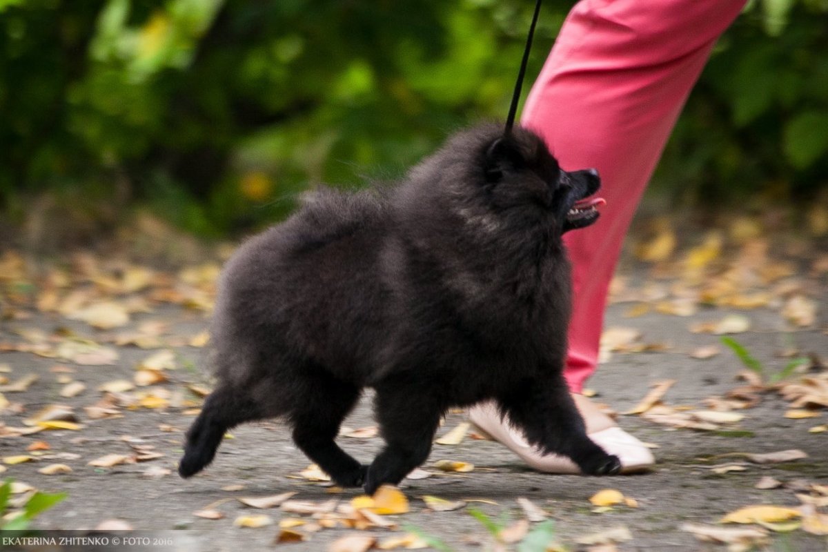 Шпиц с черными ногами