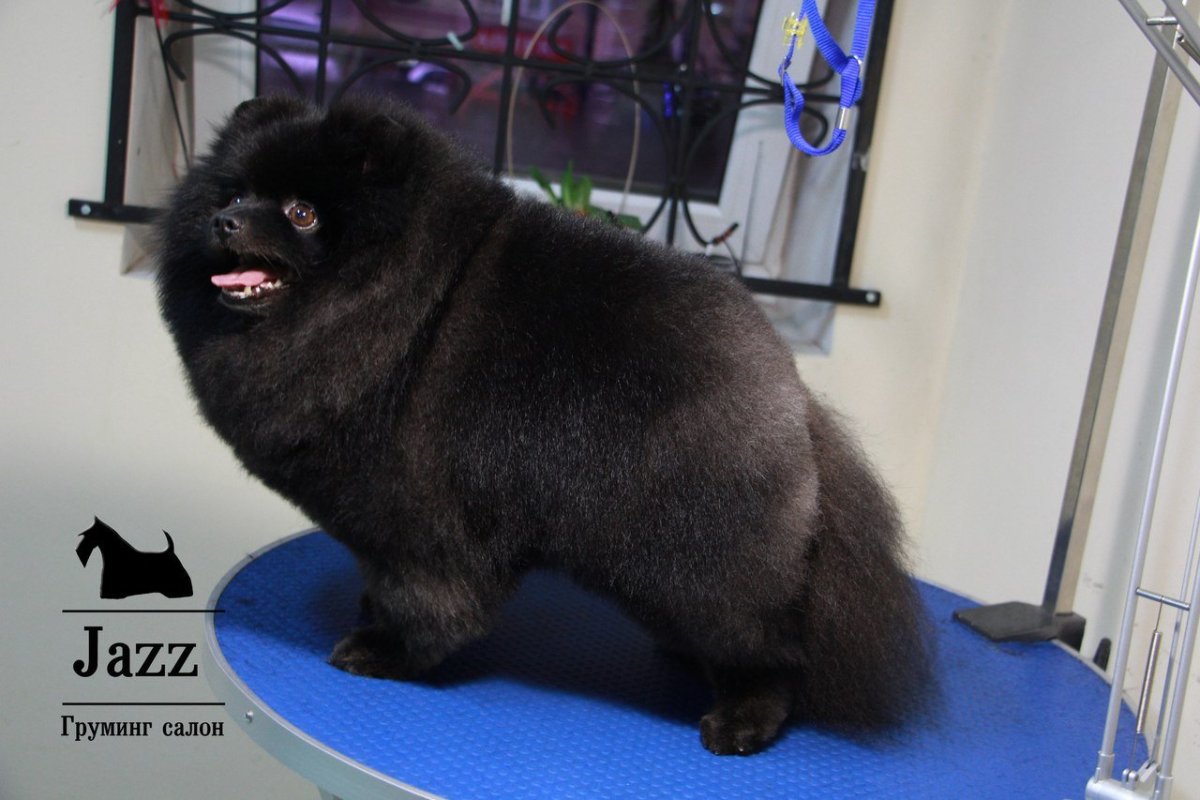 Японский шпиц черный