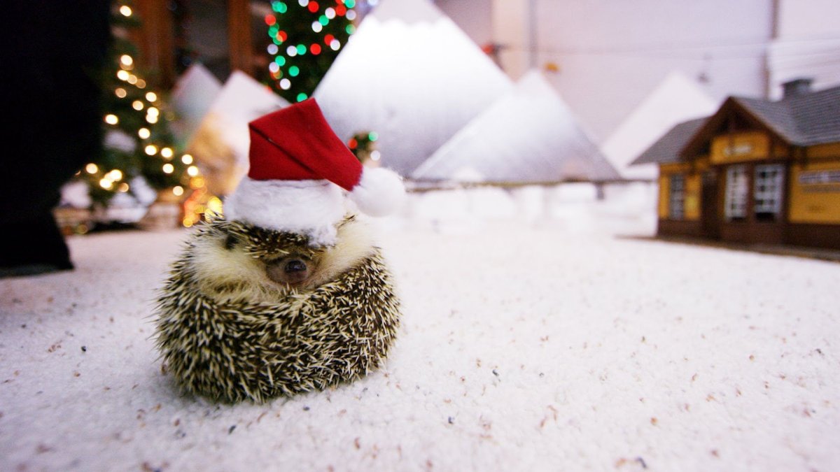 Ежик в снегу