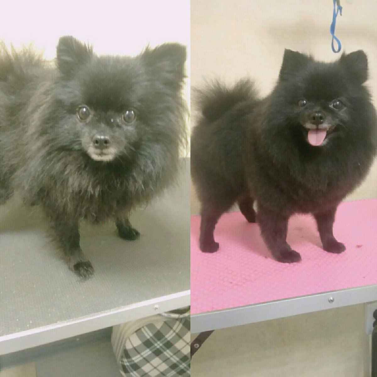 Померанский шпиц мишка черный