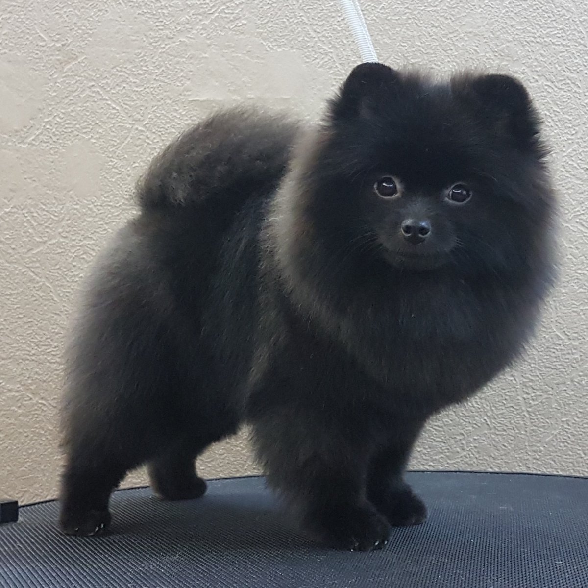 Померанский шпиц черный с белым