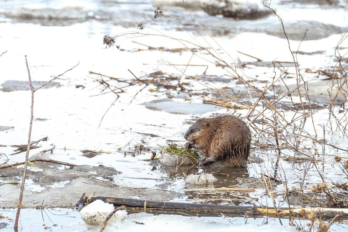 Хатка ондатры