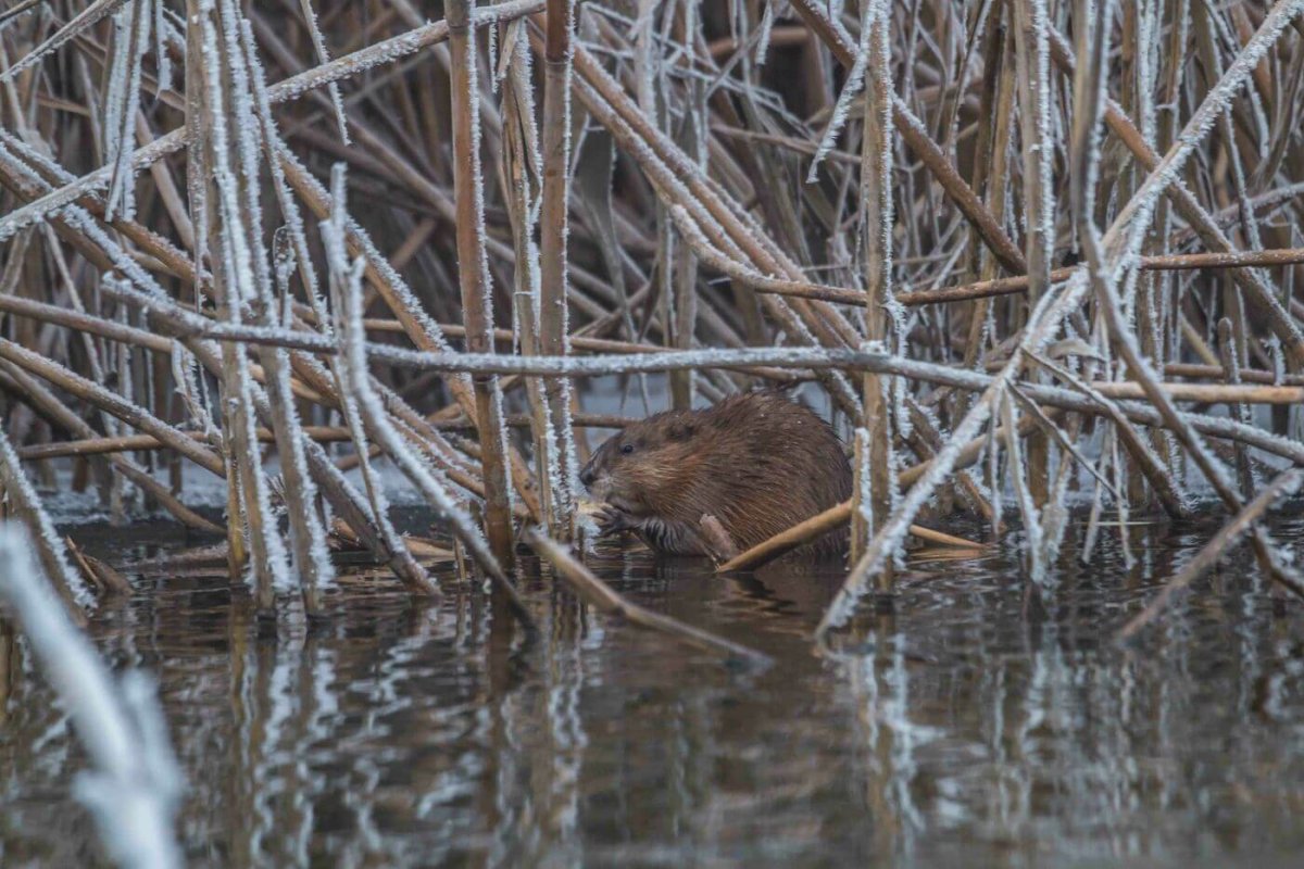 Астраханский заповедник ондатра