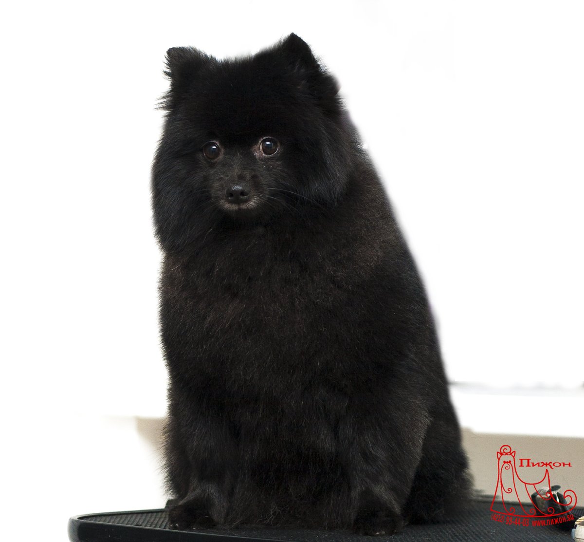 Черный шпиц груминг