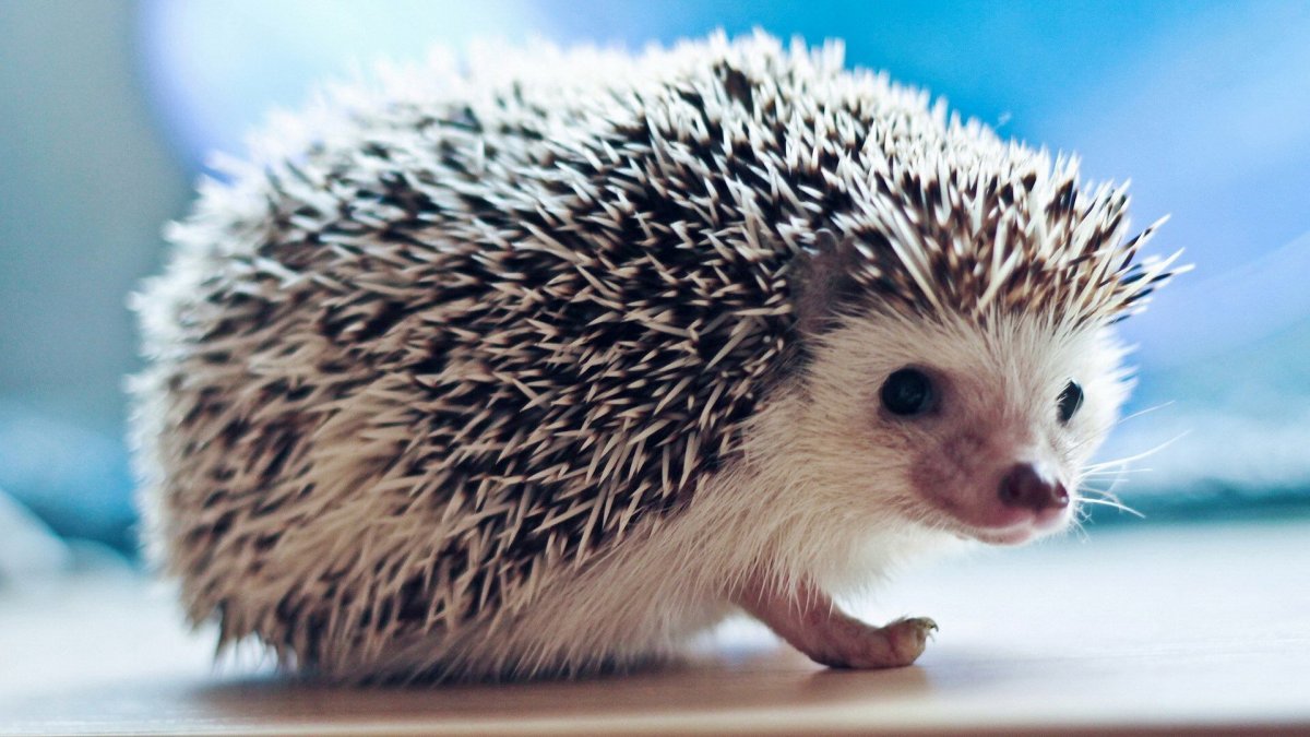 Ежик картинка