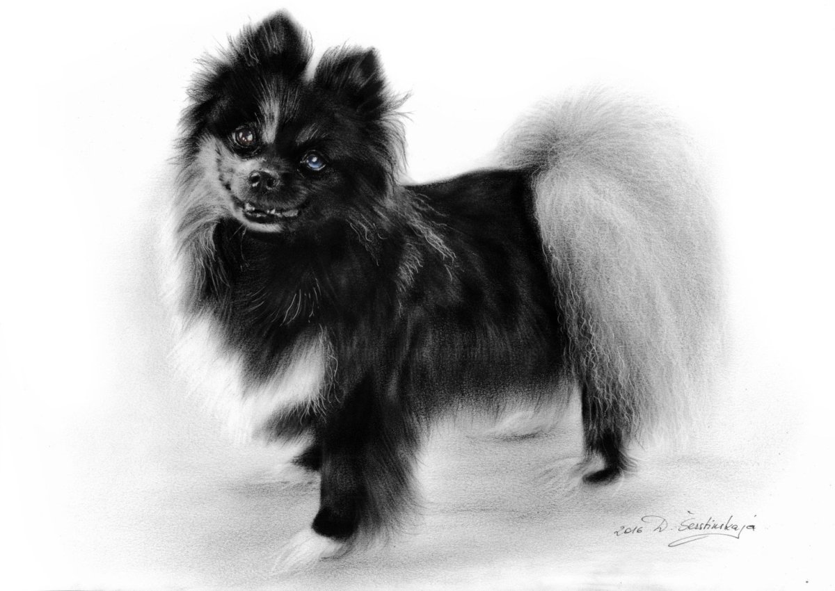 Шпиц померанский черный подпалый