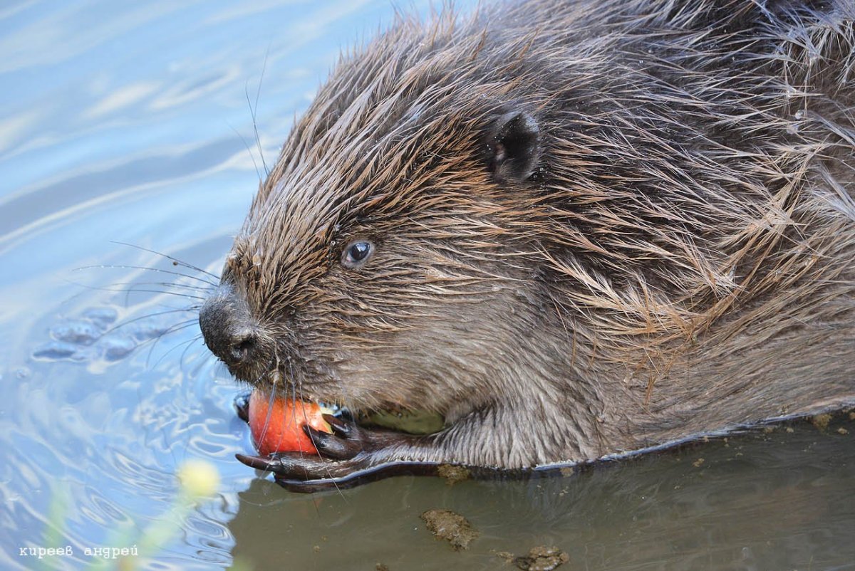 Речной Бобр Коми