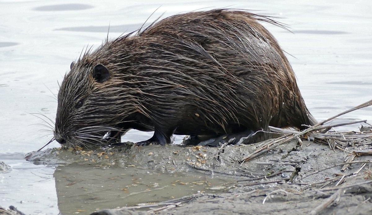 Нутрия ондатра Бобр