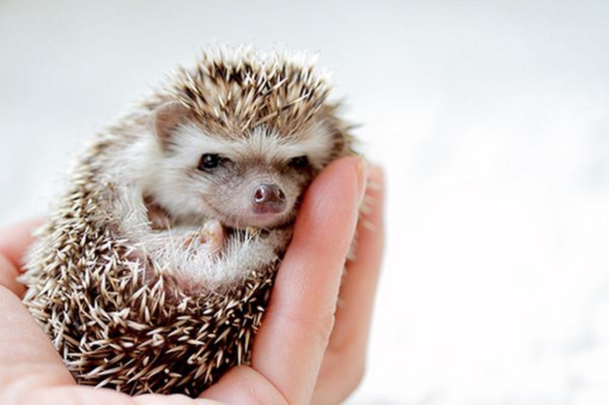 Няшные ежики