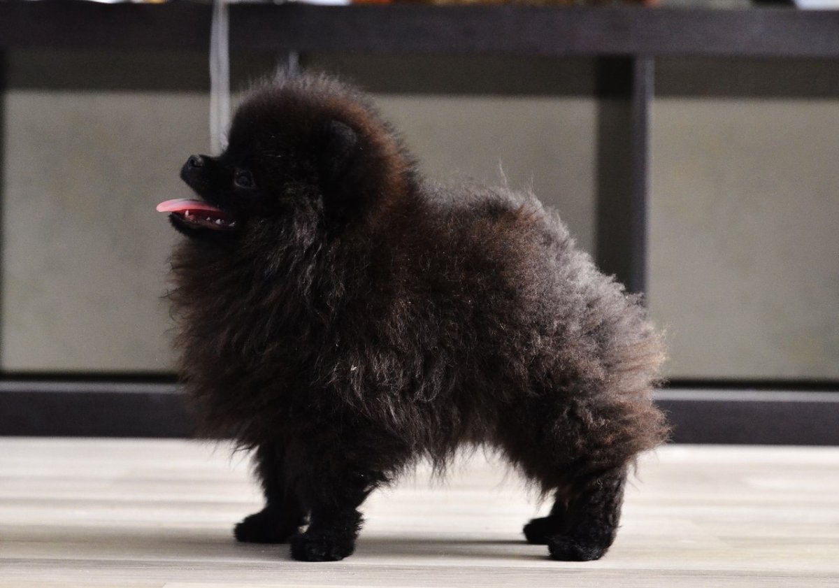 Шпиц черный