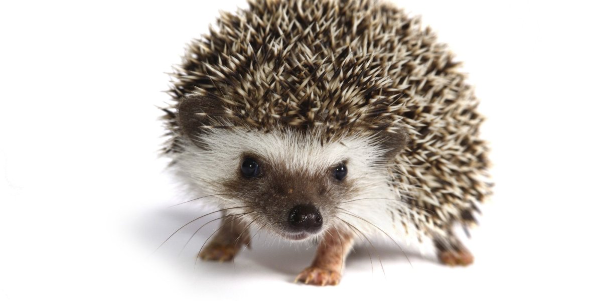 Ежик на белом фоне