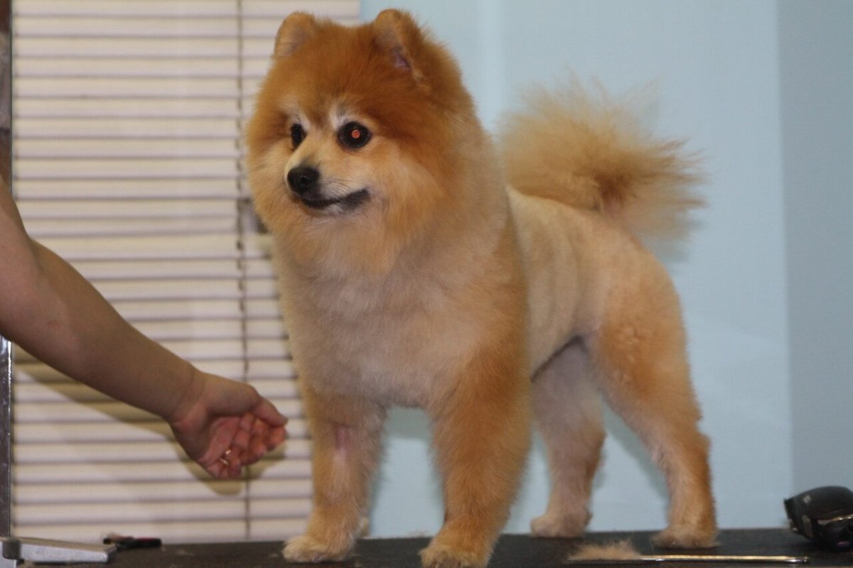 Померанский шпиц хвост