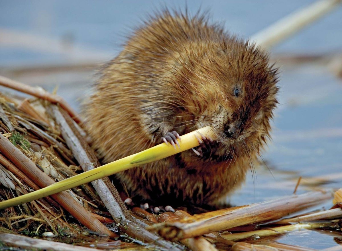 Ондатра гиф