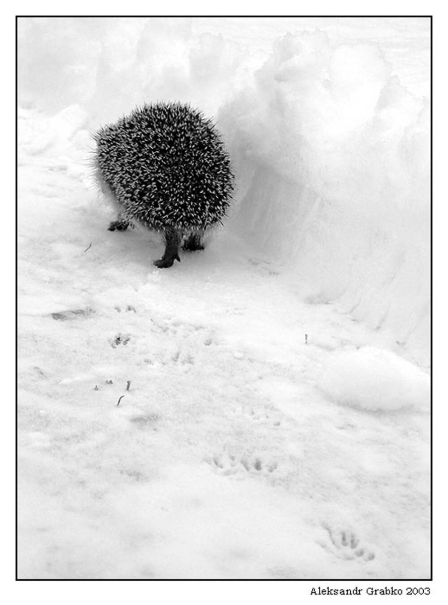 Ежик замерз