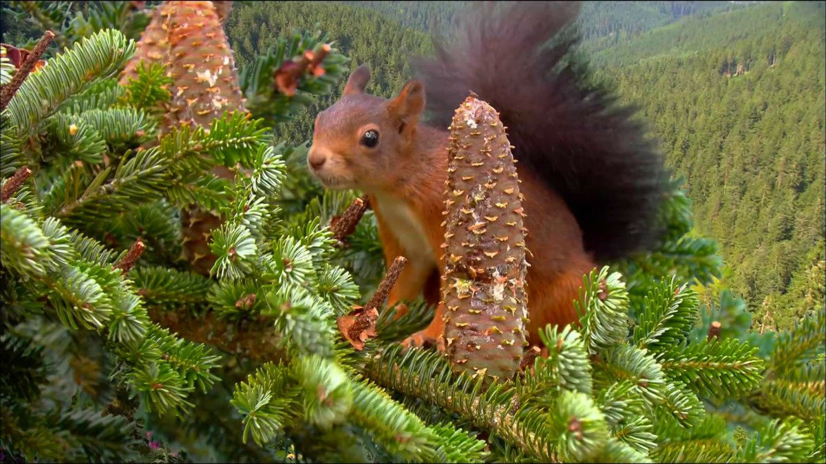 Белка на елке