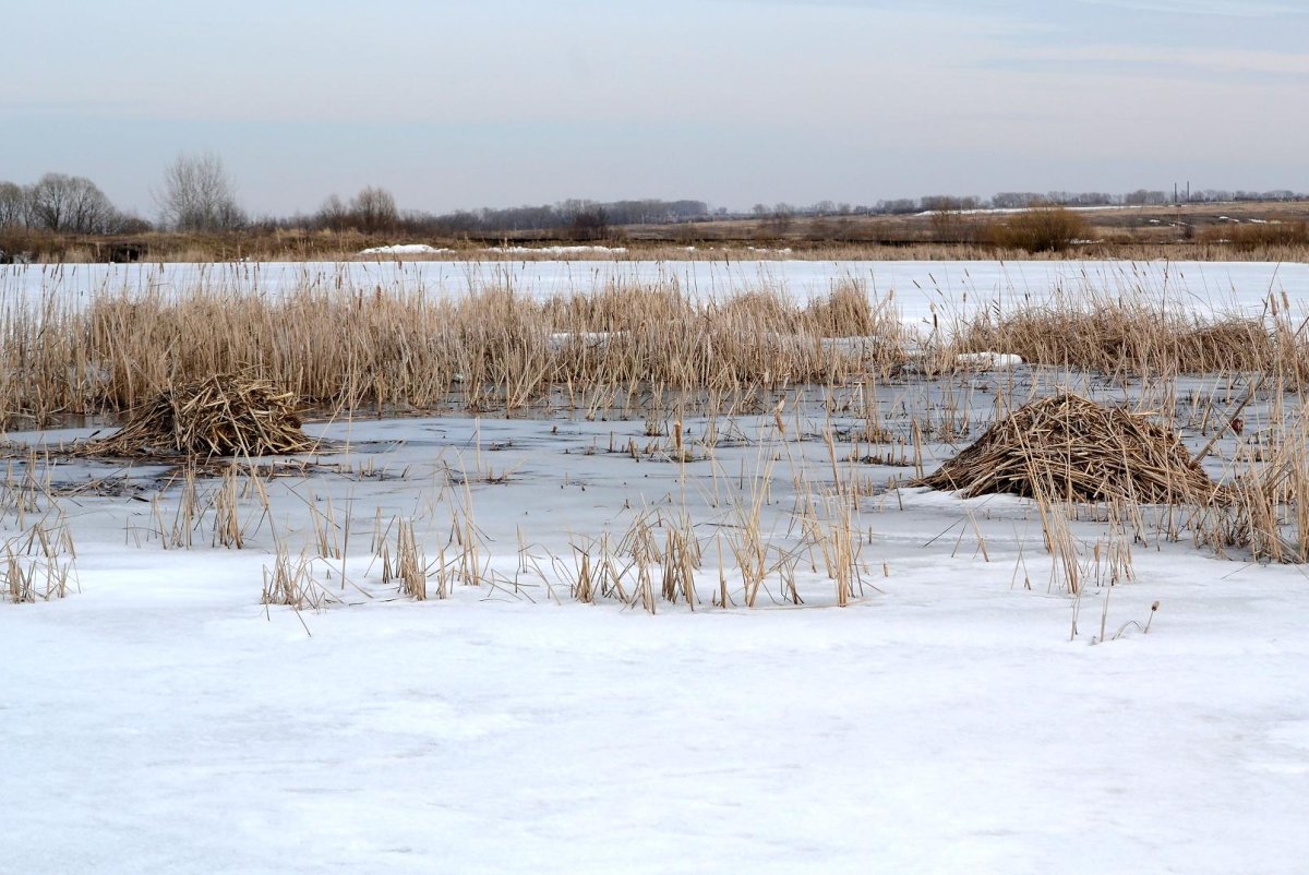 Кормовая хатка ондатры