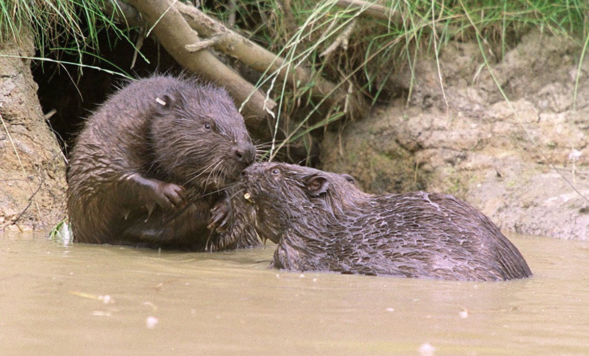 Речной Бобр хатки