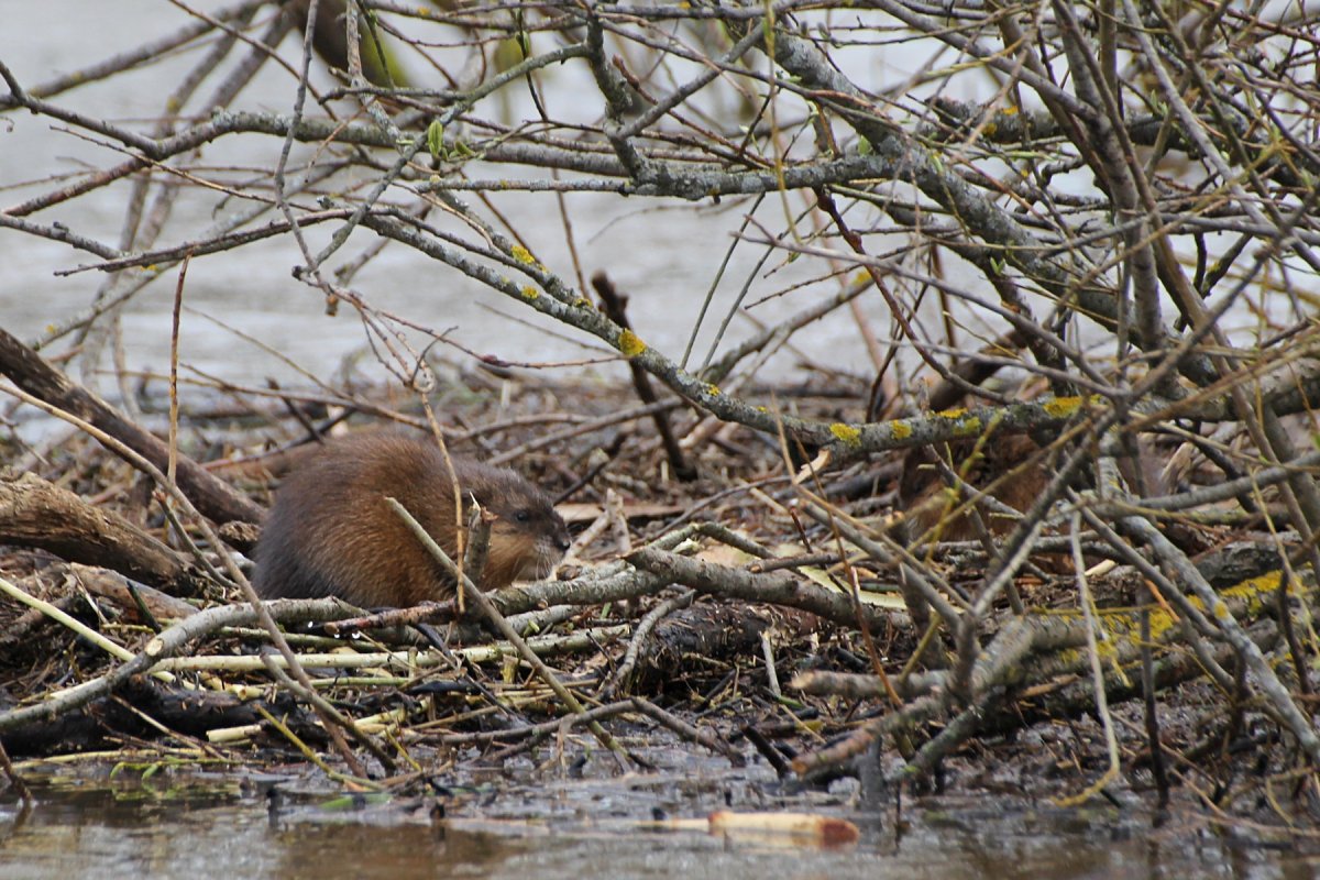 Плотина ондатры