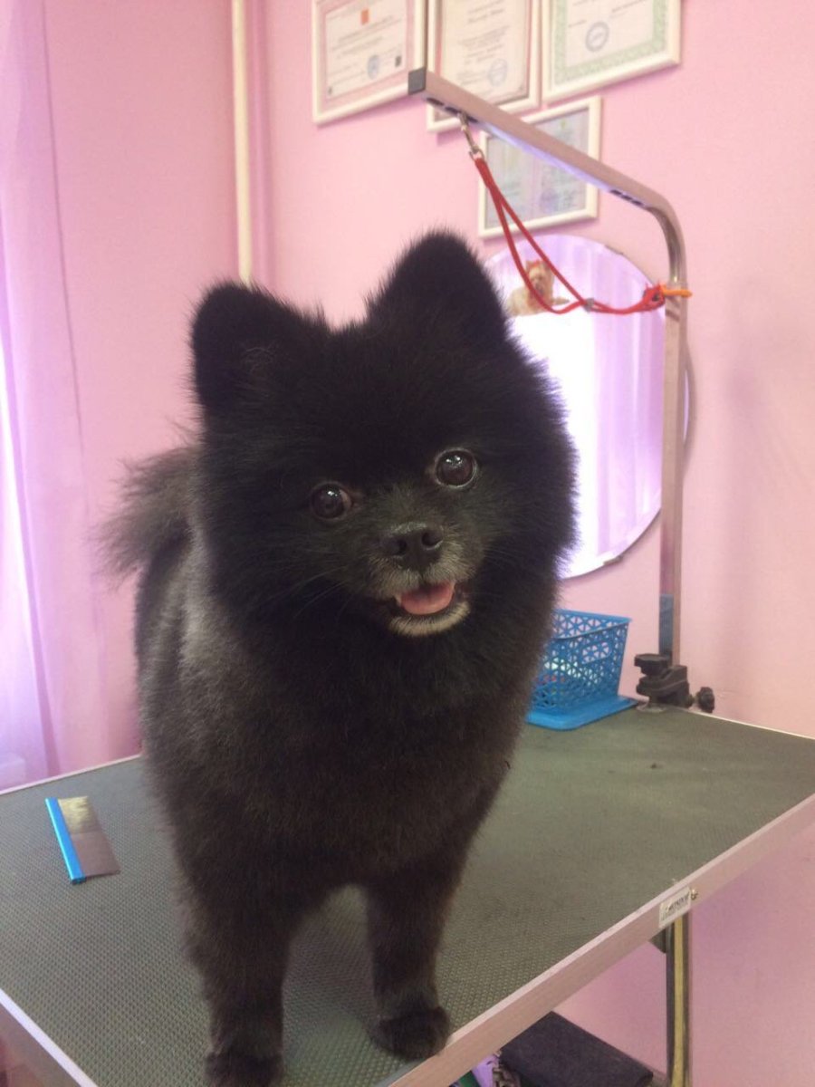 Шпиц черный Медвежонок