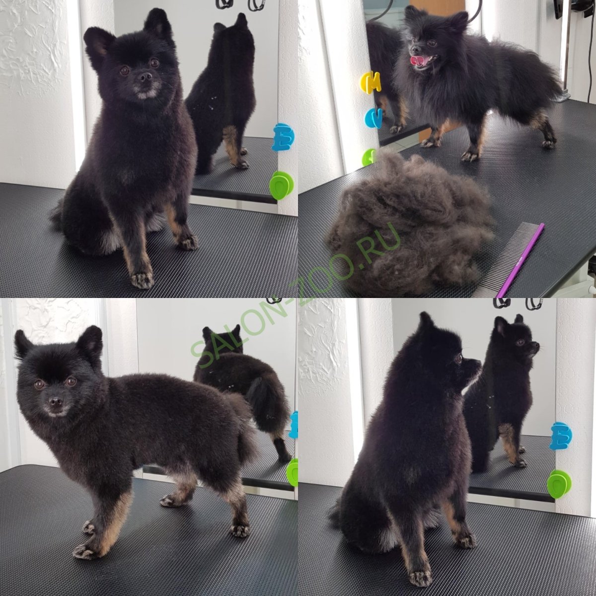 Шпиц черный стриженный