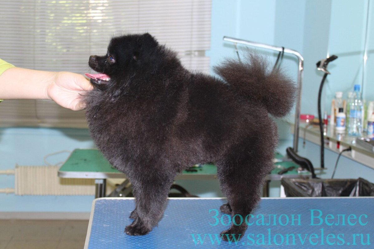 Померанский шпиц мишка черный