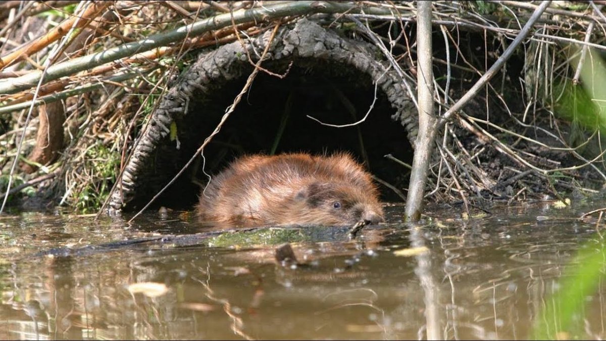 Плотина ондатры