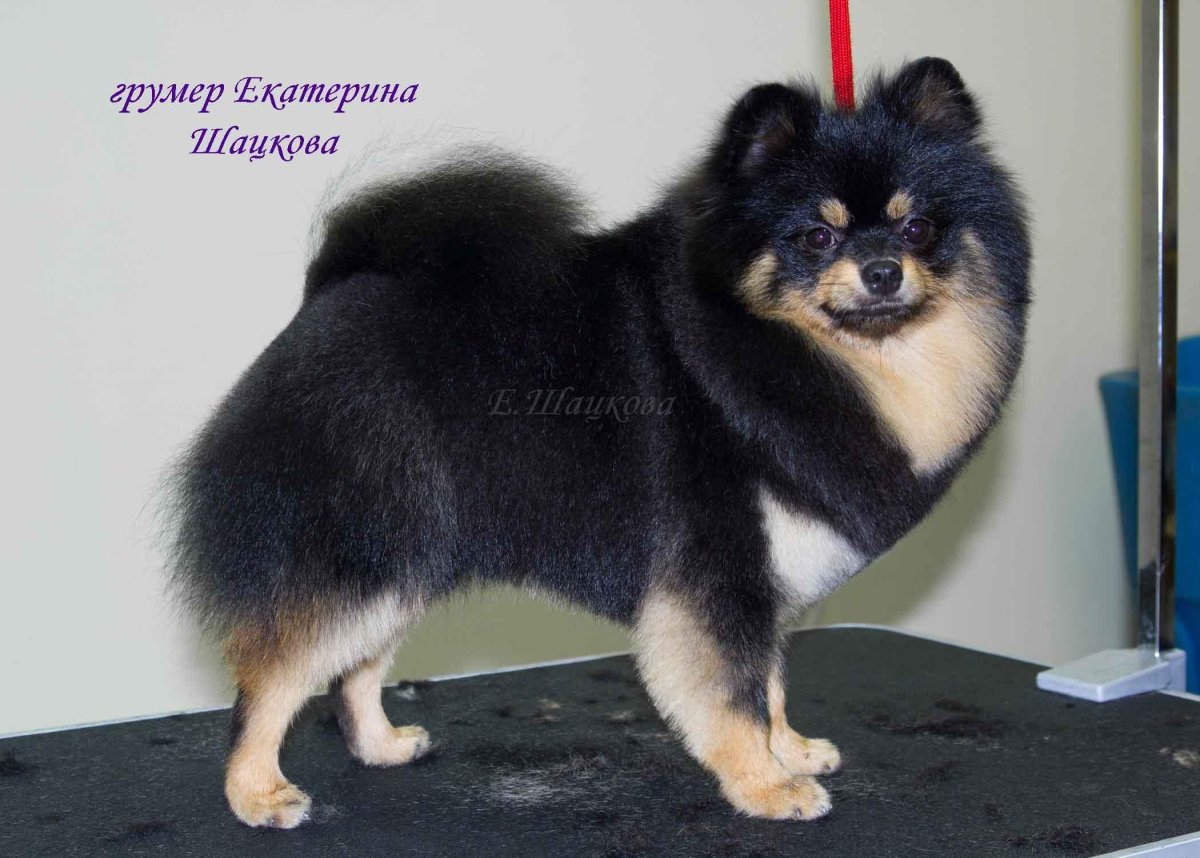 Шпиц померанский карликовый черный