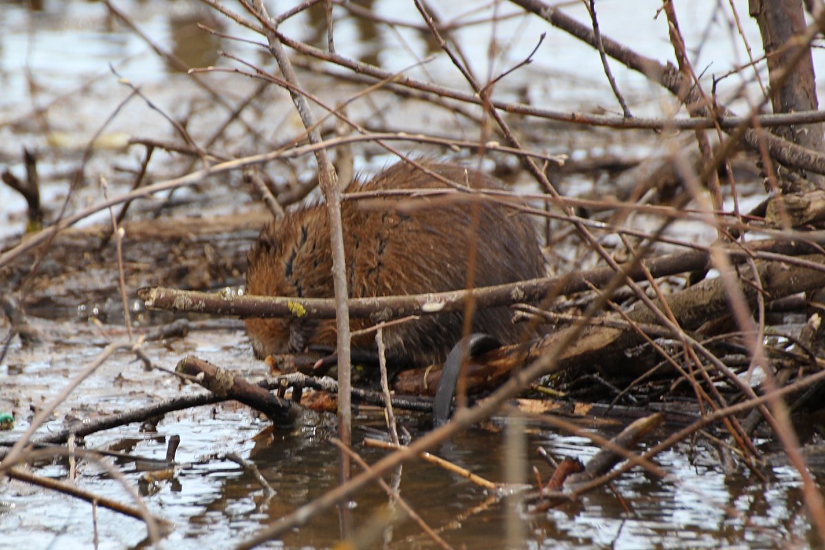 Ондатра на Вятке