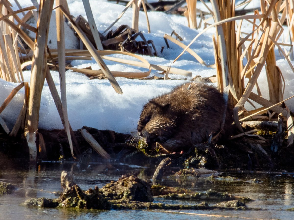 Отлов ондатры