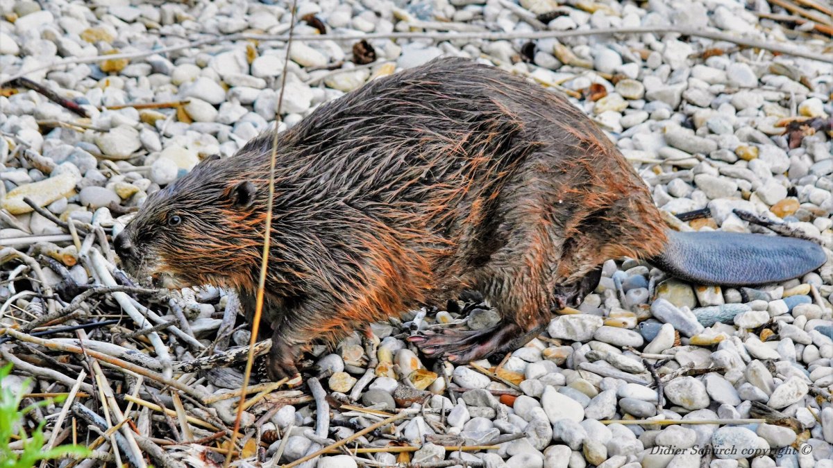 Бобр обыкновенный (Речной) – Castor Fiber