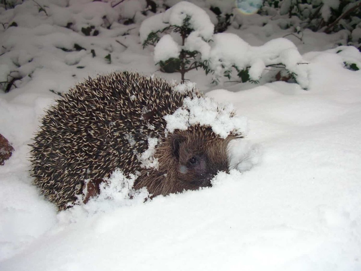 Ежик в снегу