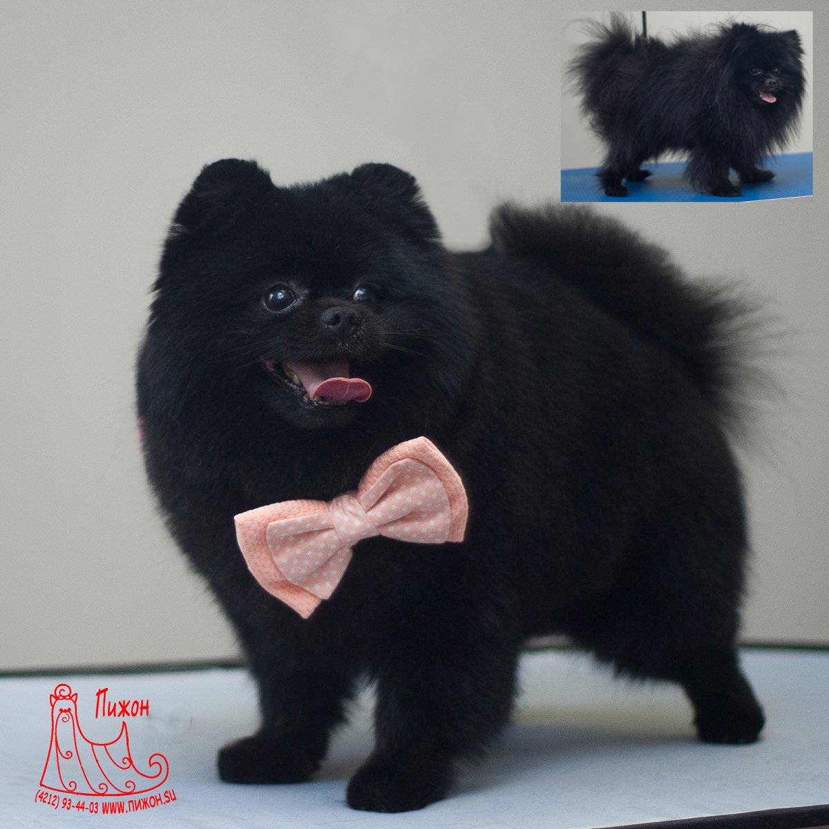 Немецкий шпиц черный стриженный