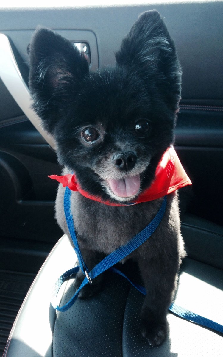 Померанский шпиц strijka