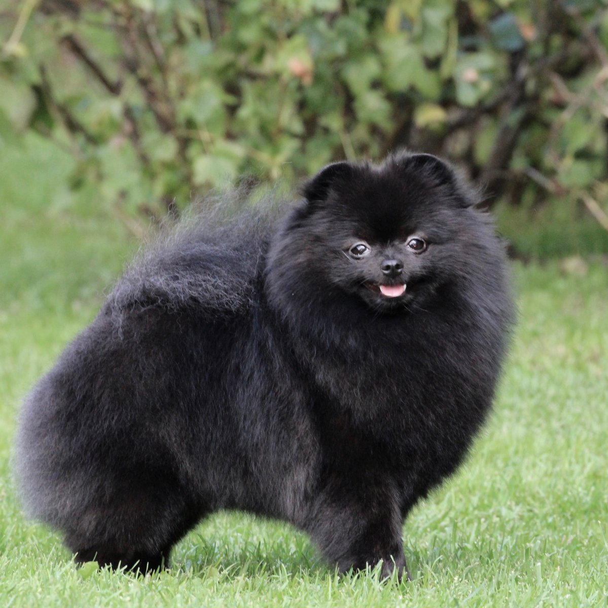 Померанский шпиц черный подстриженный