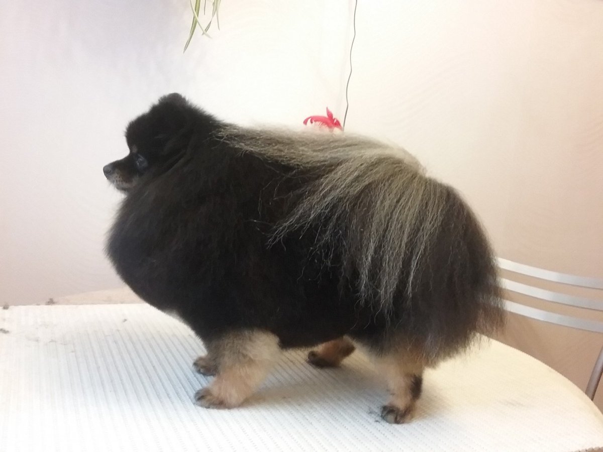 Шпиц черно-подпалый стрижка