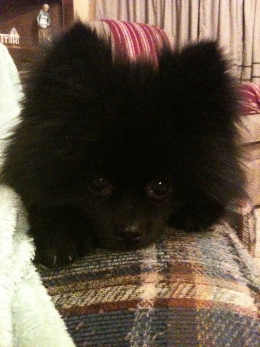 Груминг черного померанского шпица