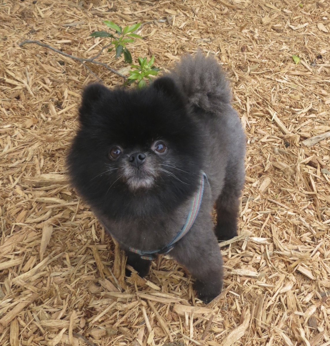 Стрижка шпица померанского черного