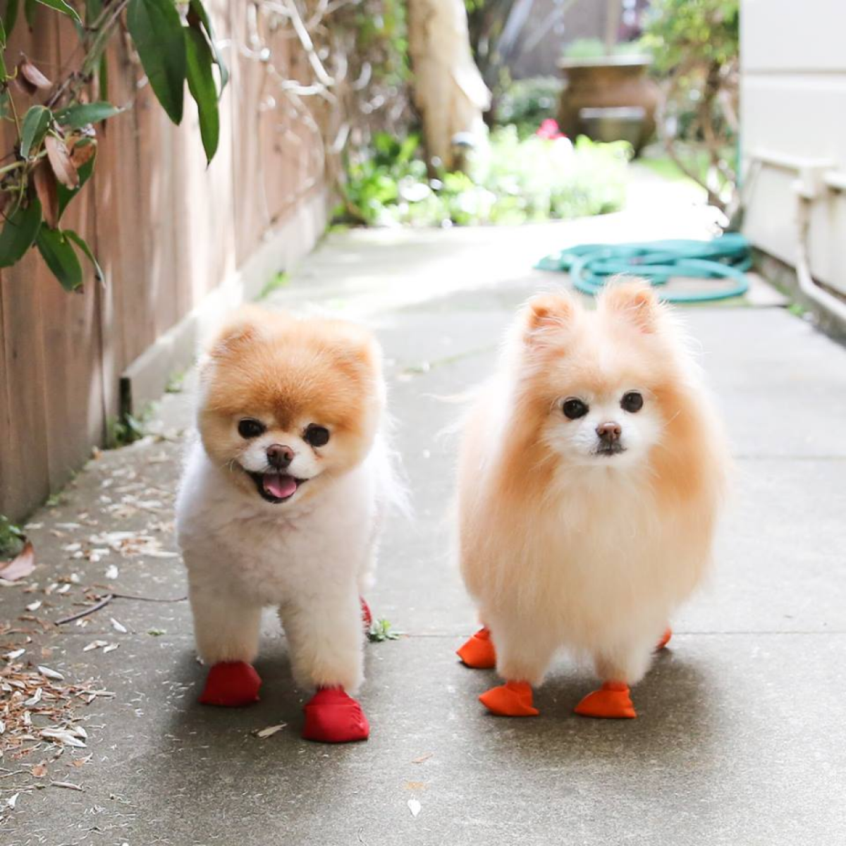 Померанский шпиц черный стриженный