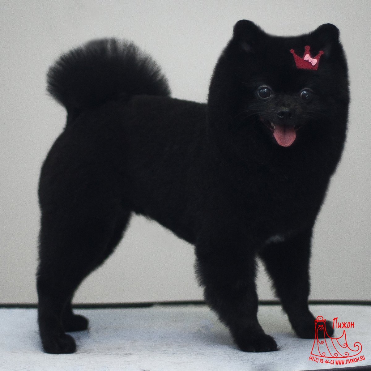 Черный шпиц груминг